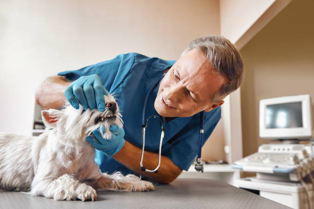  Temple Hills, MD Emergency Dentist Pros